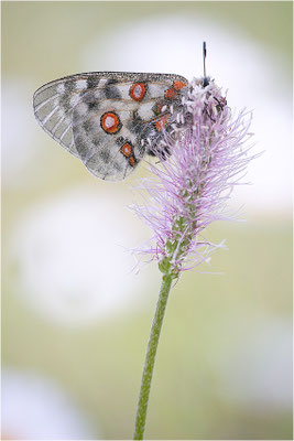 Roter Apollo (Parnassius apollo calmensis), Schweiz, Kanton Fribourg