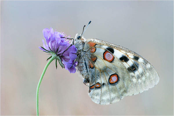 Roter Apollo (Parnassius apollo lozerae), Frankreich, Dep. Lozere