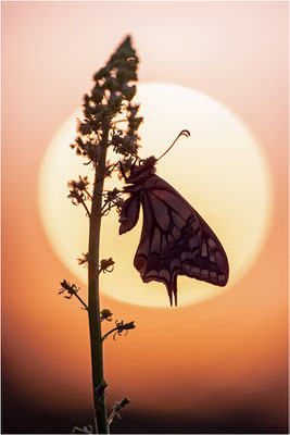 Schwalbenschwanz (Papilio machaon), Deutschland, Baden-Württemberg