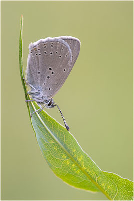 Lilagold-Feuerfalter (Lycaena hippothoe eurydame), Weibchen, Italien, Region Aostatal, 2100m