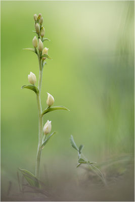 Weißes Waldvöglein (Cephalanthera damasonium), Frankreich, Drôme