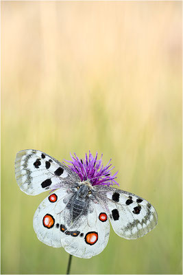 Roter Apollo (Parnassius apollo lithographicus), Deutschland, Oberbayern