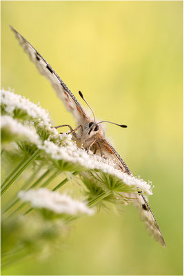 Roter Apollo (Parnassius apollo valesiacus), Schweiz, Kanton Wallis