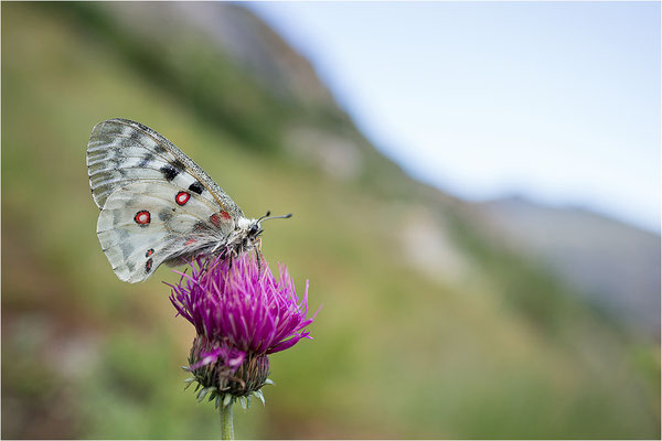 Roter Apollo (Parnassius apollo pedemontanus), Italien, Region Aostatal, 2.100m