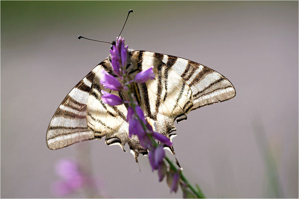 Segelfalter (Iphiclides podalirius), Frankreich, Ardèche