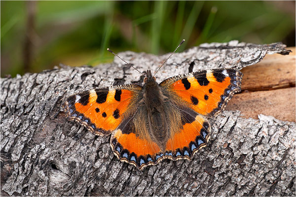 Kleiner Fuchs (Aglais urticae), Deutschland, Baden-Württemberg