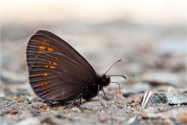 Mandeläugiger Mohrenfalter (Erebia alberganus), Schweiz, Kanton Wallis