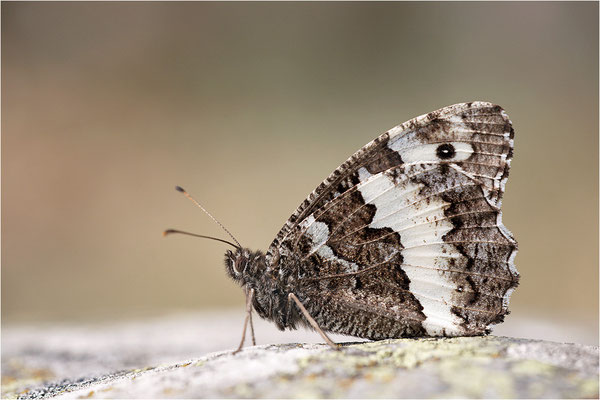 Weißer Waldportier (Brintesia circe), Frankreich, Haute-Loire