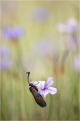 Lavendel-Widderchen (Zygaena lavandulae), Frankreich, Ardèche