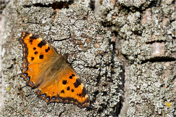 Großer Fuchs (Nymphalis polychloros), Deutschland, Baden-Württemberg