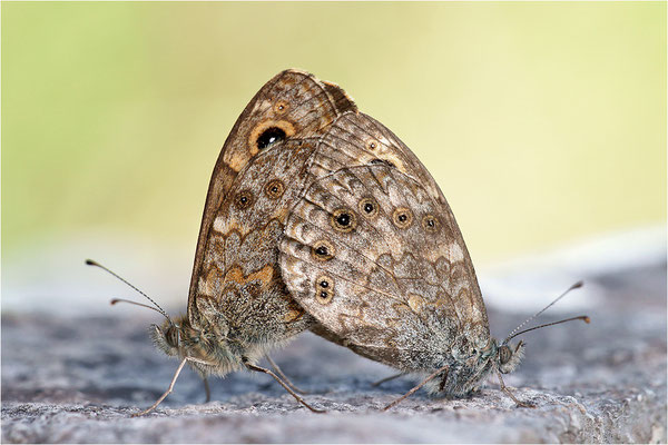 Mauerfuchs (Lasiommata megera), Paarung, Frankreich, Ardèche