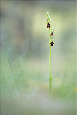 Fliegen-Ragwurz (Ophrys insectifera), Frankreich, Dep. Drôme