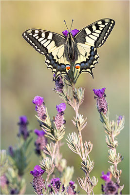 Schwalbenschwanz (Papilio machaon), Frankreich, Dep. Var