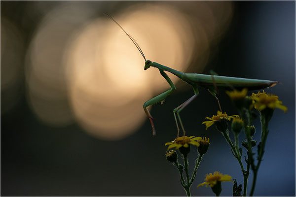 Europäische Gottesanbeterin (Mantis religiosa), Männchen, Deutschland, Baden-Württemberg