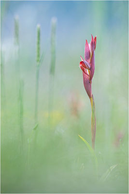 Pflugschar-Zungenstendel (Serapias vomeracea), Dep. Ardèche, Frankreich