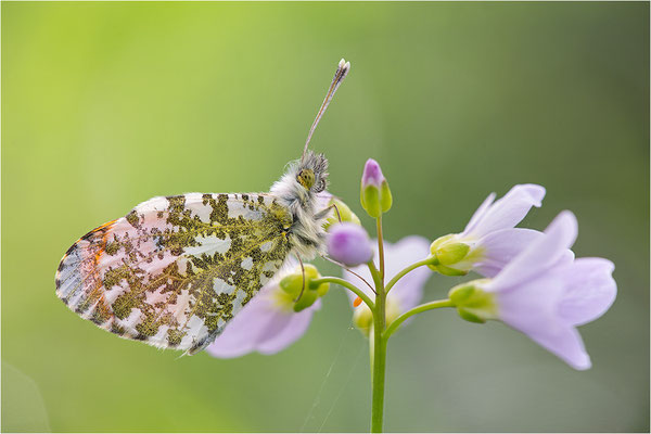 Aurorafalter (Anthocharis cardamines), Männchen, Deutschland, Baden-Württemberg