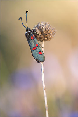 Lavendel-Widderchen (Zygaena lavandulae), Frankreich, Ardèche
