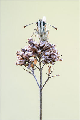 Amboßfleck Würfel-Dickkopffalter (Pyrgus onopordi), Frankreich, Dep. Isere