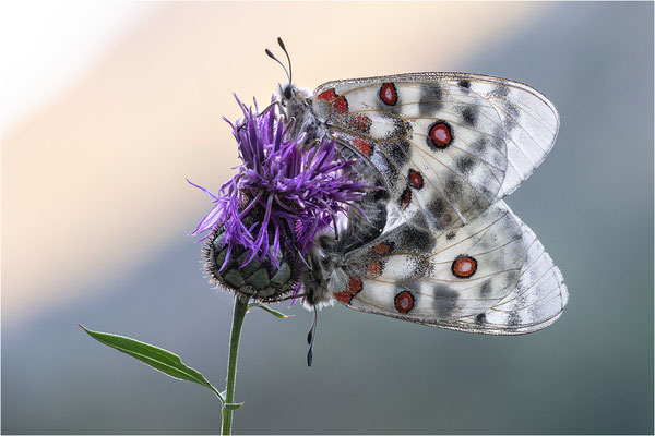 Roter Apollo (Parnassius apollo leovigildus), Frankreich, Dep. Alpes-de-Haute-Provence