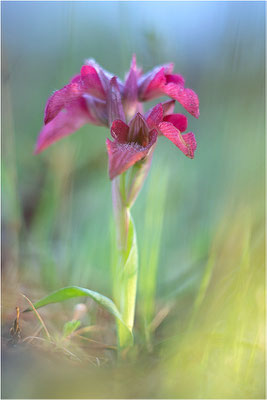 Verkannter Zungenstendel (Serapias neglecta), Frankreich, Var