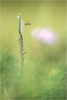 Herbst-Drehwurz (Spiranthes spiralis), Frankreich, Alsace