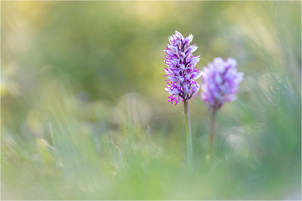 Affen-Knabenkraut (Orchis simia), Frankreich, Isere