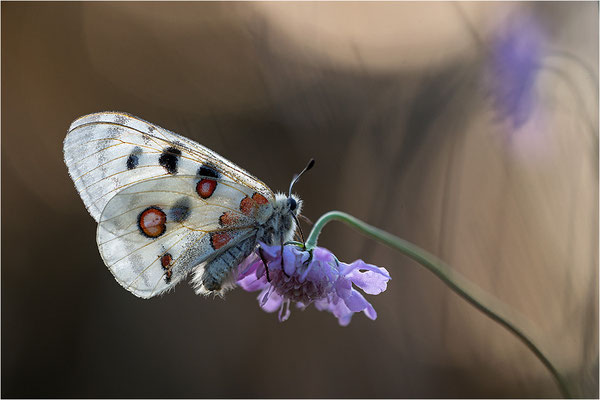 Roter Apollo (Parnassius apollo lithographicus), Deutschland, Oberbayern