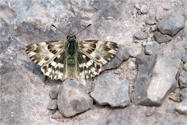 Loreley-Dickkopffalter (Carcharodus lavatherae), Frankreich, Ardèche