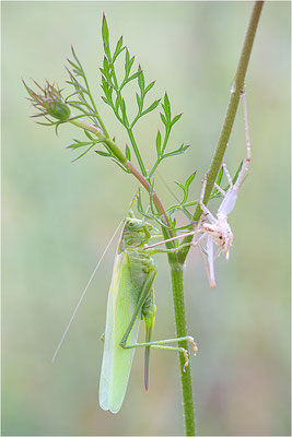 Grünes Heupferd (Tettigonia viridissima), Weibchen, Frankreich, Savoie