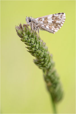 Ambossfleck-Würfeldickkopffalter (Pyrgus onopordi), Männchen, Frankreich, Drôme