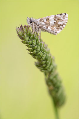 Ambossfleck-Würfeldickkopffalter (Pyrgus onopordi), Männchen, Frankreich, Drôme