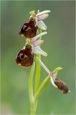 Moris Ragwurz (Ophrys morisii)
