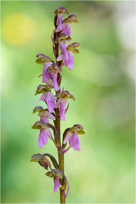 Spitzels Knabenkraut (Orchis spitzelii), Frankreich, Dep. Isere