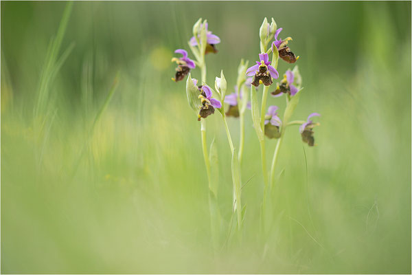 Hummel-Ragwurz (Ophrys fuciflora), Südlicher Oberrhein, Baden-Württemberg