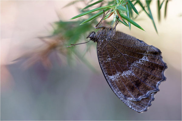 Blauäugiger Waldportier (Minois dryas), Frankreich, Drôme