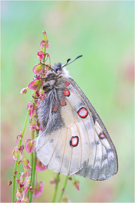Hochalpen-Apollo (Parnassius sacerdos), Schweiz, Kanton Bern