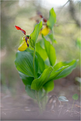 Gelber Frauenschuh (Cypripedium calceolus), Schweden, Gotland