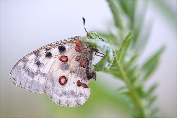 Roter Apollo (Parnassius apollo thiemo), Deutschland, Baden-Württemberg