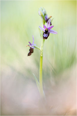 Drôme-Ragwurz (Ophrys drumana), Frankreich, Dep. Drôme