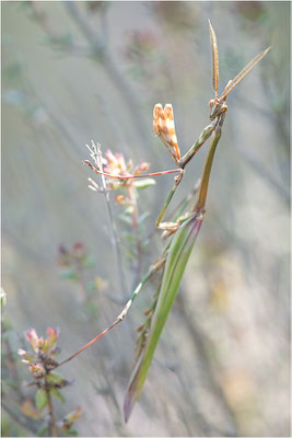 Hauben-Fangschrecke (Empusa pennata), Männchen, Frankreich, Drôme