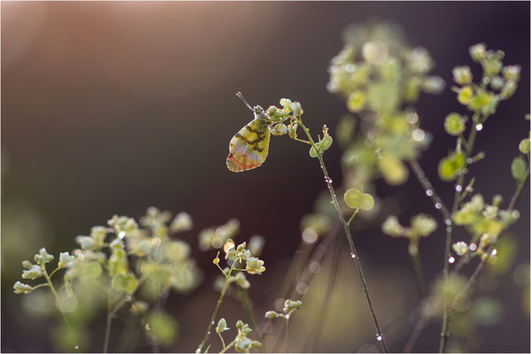 Gelber Aurorafalter (Anthocharis euphenoides), Frankreich, Ardèche