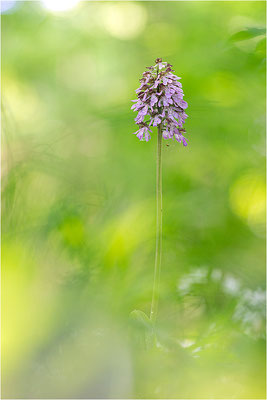 Purpur-Knabenkraut (Orchis purpurea), Deutschland, Baden-Württemberg