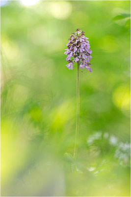 Purpur-Knabenkraut (Orchis purpurea), Deutschland, Baden-Württemberg