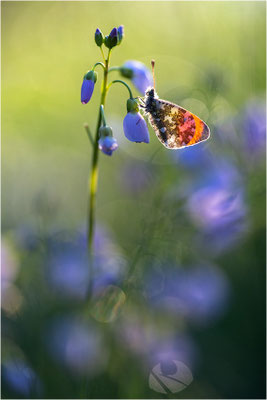 Aurorafalter (Anthocharis cardamines), Männchen, Deutschland, Baden-Württemberg