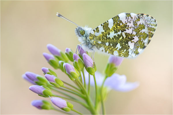 Aurorafalter (Anthocharis cardamines), Männchen, Deutschland, Baden-Württemberg