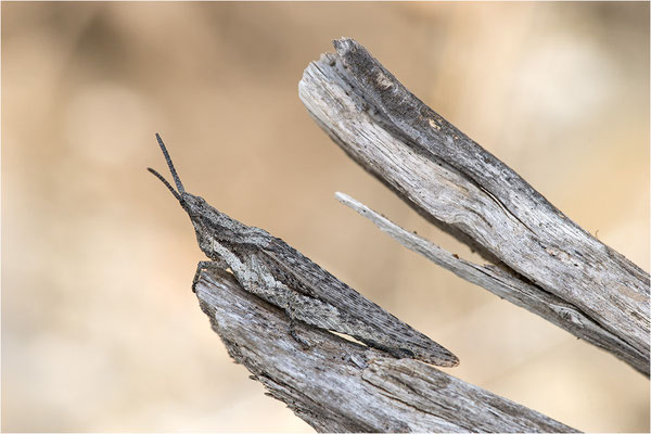 Kegelkopfschrecke (Pyrgomorpha conica), Frankreich, Dep. Pyrénées Orientales