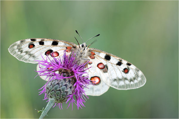 Roter Apollo (Parnassius apollo lithographicus), Deutschland, Oberbayern