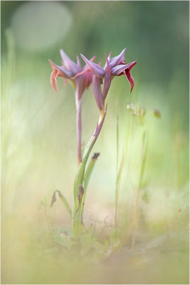 Nurra-Zungenstendel (Serapias nurrica), Italien, Sardinien