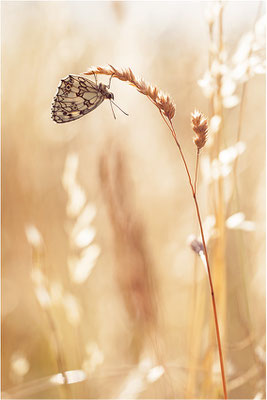 Schachbrettfalter (Melanargia galathea), Deutschland, Baden-Württemberg