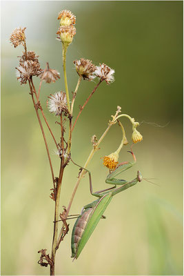Europäische Gottesanbeterin (Mantis religiosa), Weibchen, Deutschland, Baden-Württemberg